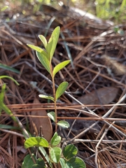 Dyschoriste oblongifolia