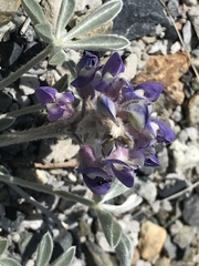Lupinus duranii