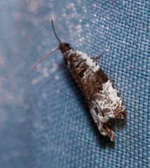 Ancylis mediofasciana