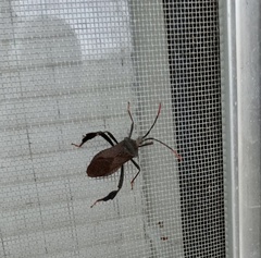 Acanthocephala terminalis