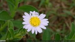 Aster oldhamii