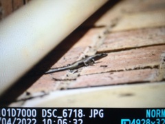 Trachylepis punctatissima