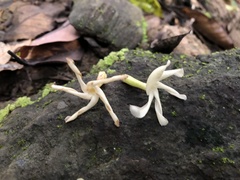 Anodendron benthamianum