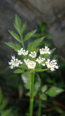 Oenanthe javanica
