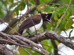 Cyanocorax cyanopogon