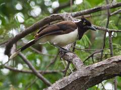 Cyanocorax cyanopogon