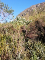Osmitopsis asteriscoides