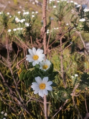 Osmitopsis asteriscoides