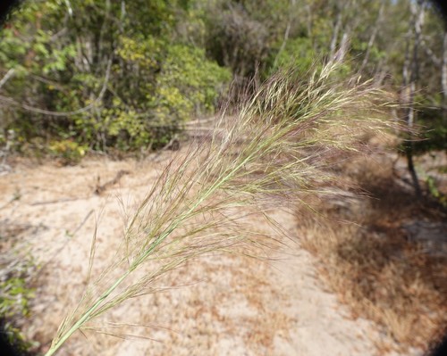 Image of Aristida Rufescens (Aristida rufescens) by no rights reserved