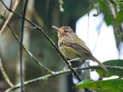 Hemitriccus mirandae