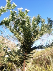 Osmitopsis asteriscoides