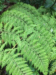 Lophosoria quadripinnata