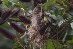 Nectarinia kilimensis