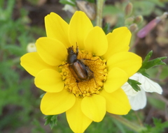 Chasmatopterus villosulus