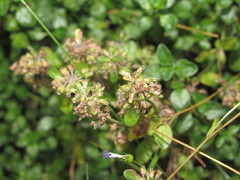 Thymus pulegioides montanus