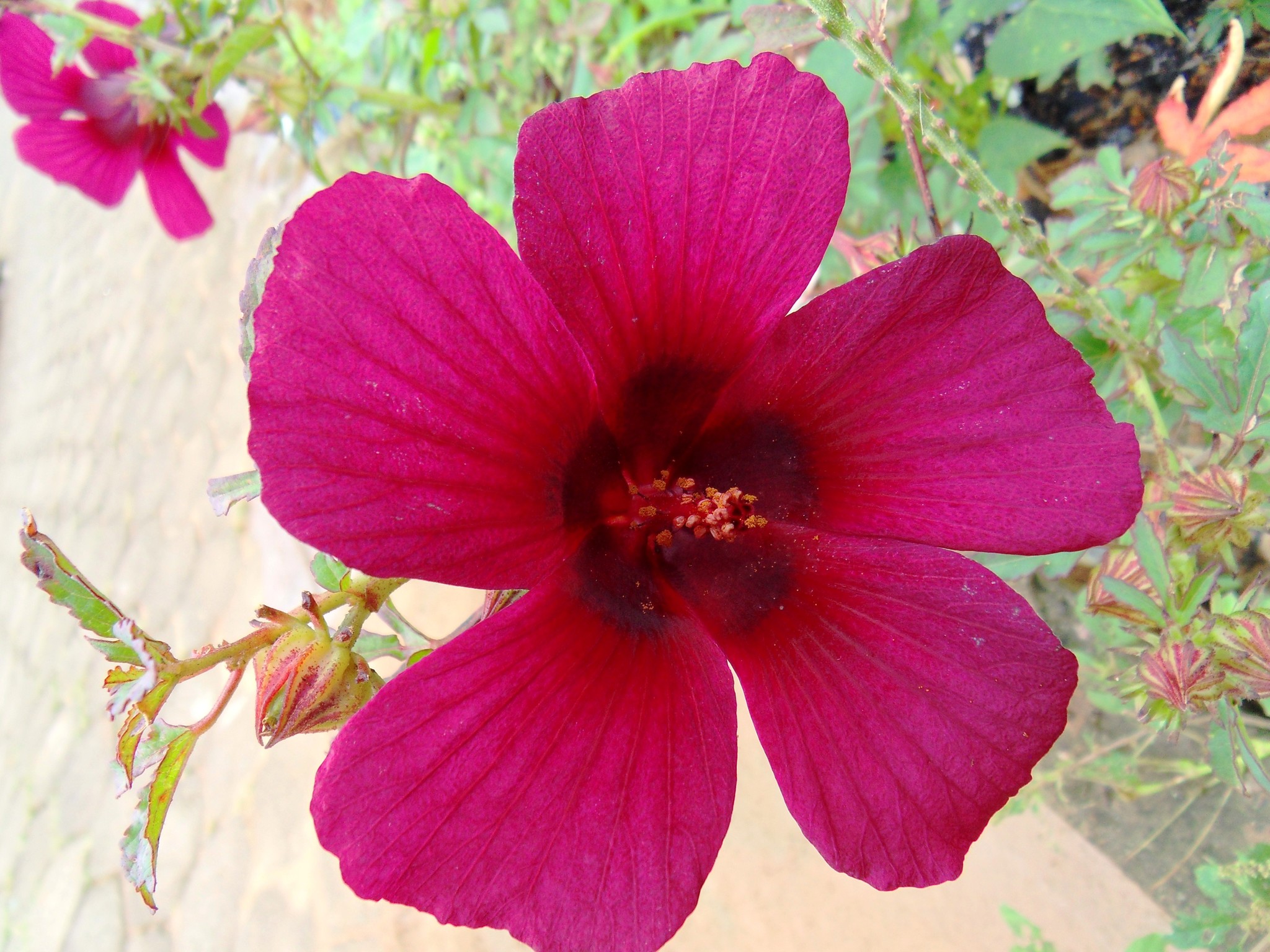 Hibiscus radiatus