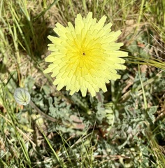 Urospermum dalechampii