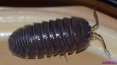 Armadillidium arcadicum