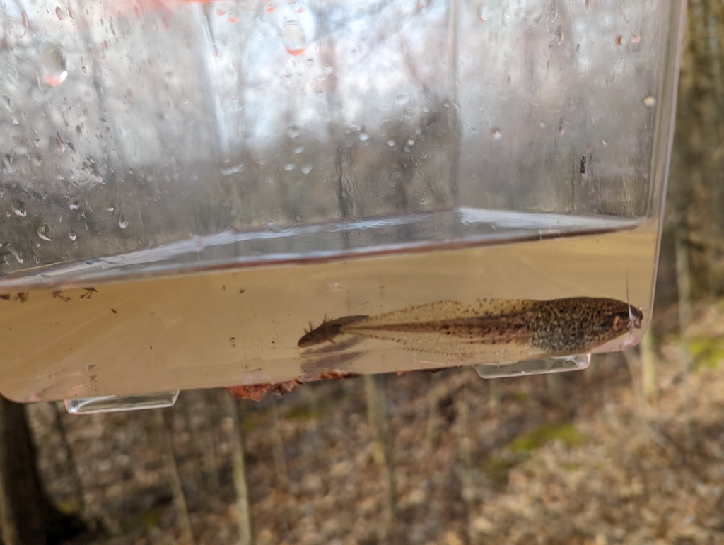 American Bullfrog from Berlin Heights, OH 44814, USA on April 8, 2022