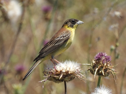 Black-headed Bunting, Αταλάντης, Αταλάντης, Φθιώτιδα, GR, photo 8 of 10
