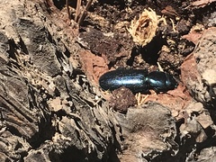 Temnoscheila caerulea