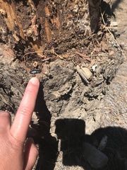 Temnoscheila caerulea