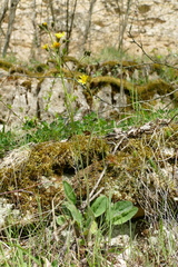 Hieracium glaucinum