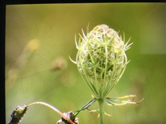 Daucus carota