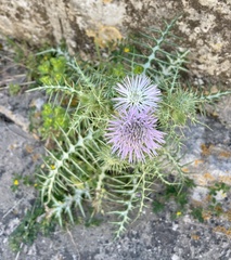 Galactites tomentosus