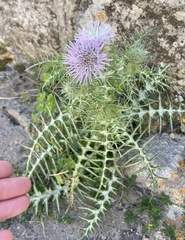 Galactites tomentosus