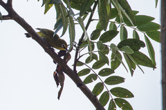 Zosterops stuhlmanni