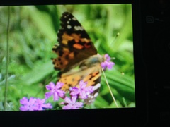 Vanessa cardui
