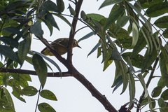 Zosterops stuhlmanni