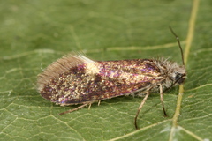 Eriocrania