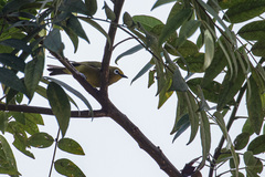 Zosterops stuhlmanni