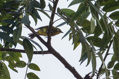 Zosterops stuhlmanni