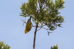 Zosterops stuhlmanni