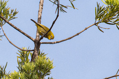 Zosterops stuhlmanni