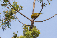 Zosterops stuhlmanni