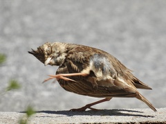 Galerida cristata meridionalis