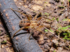 Gradungula sorenseni