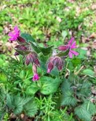 Silene dioica