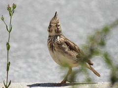 Galerida cristata meridionalis