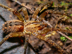 Gradungula sorenseni