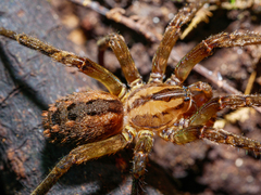 Gradungula sorenseni