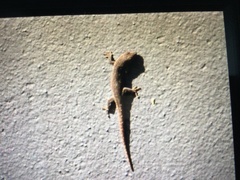 Lygodactylus capensis