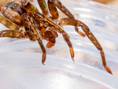 Gradungula sorenseni