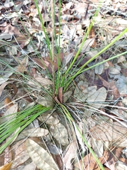 Liatris tenuifolia