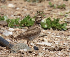 Galerida cristata meridionalis