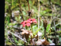 Zinnia peruviana